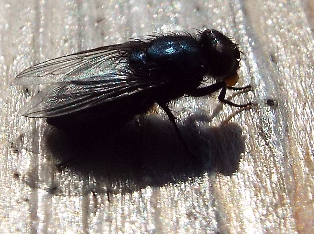 Mosca blu: Protophormia terraenovae (Calliphoridae)